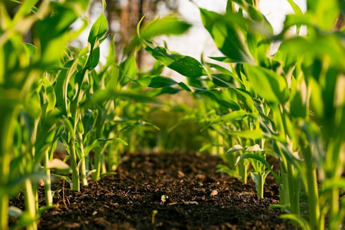 Agriculture & Food Security